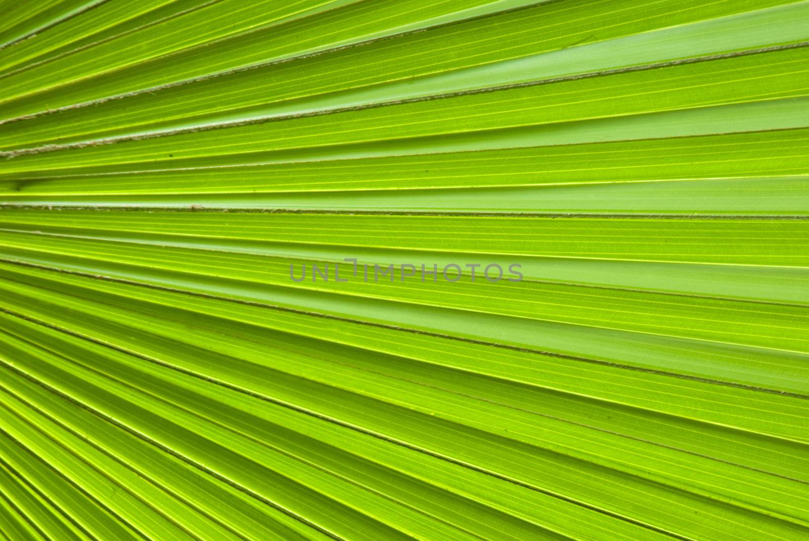 Chusan Palm Leaf section by yuliang11