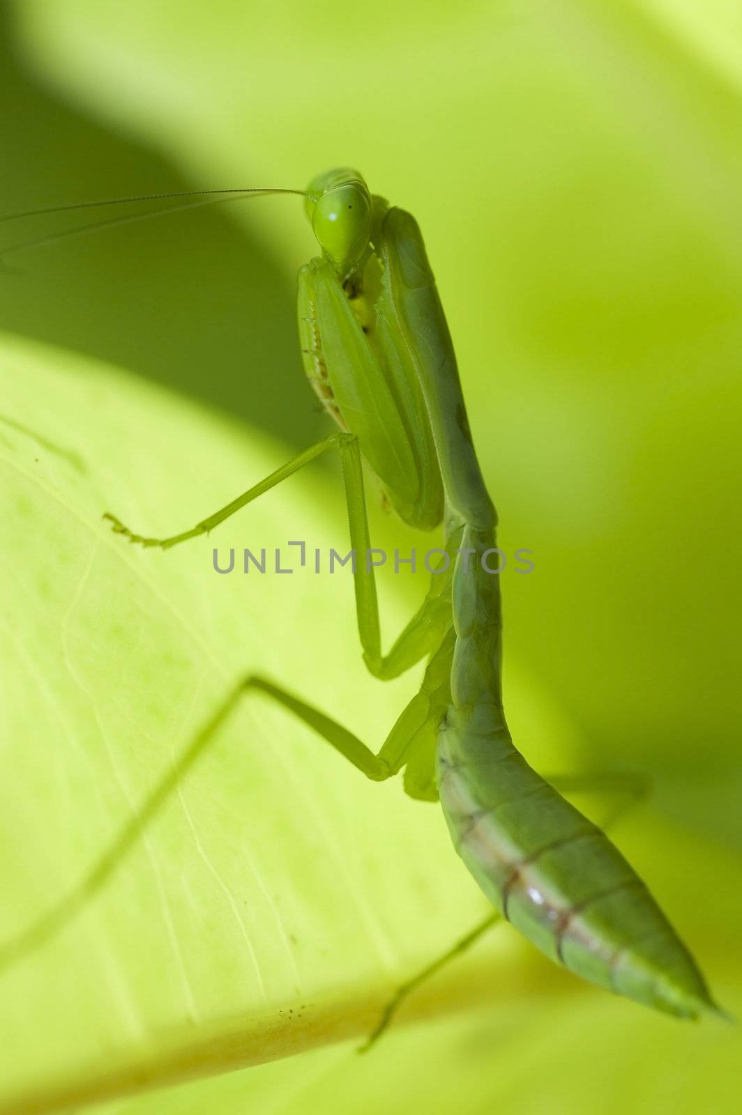 mantis by yuliang11