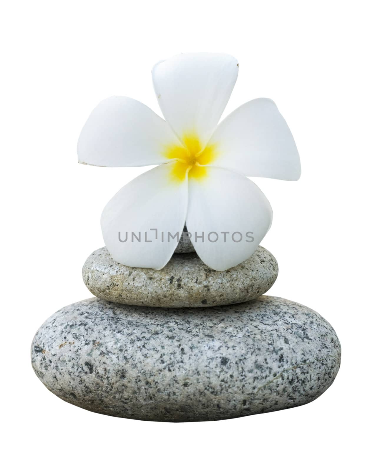isolated frangipani with with stack of rocks