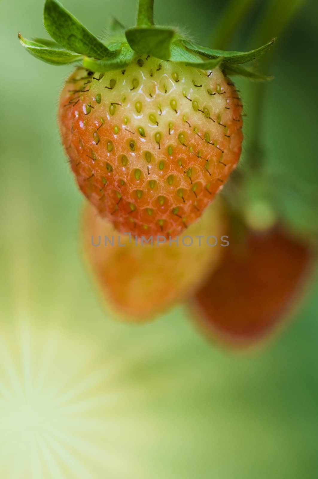 close up of strawberry hanging on strawberry plant