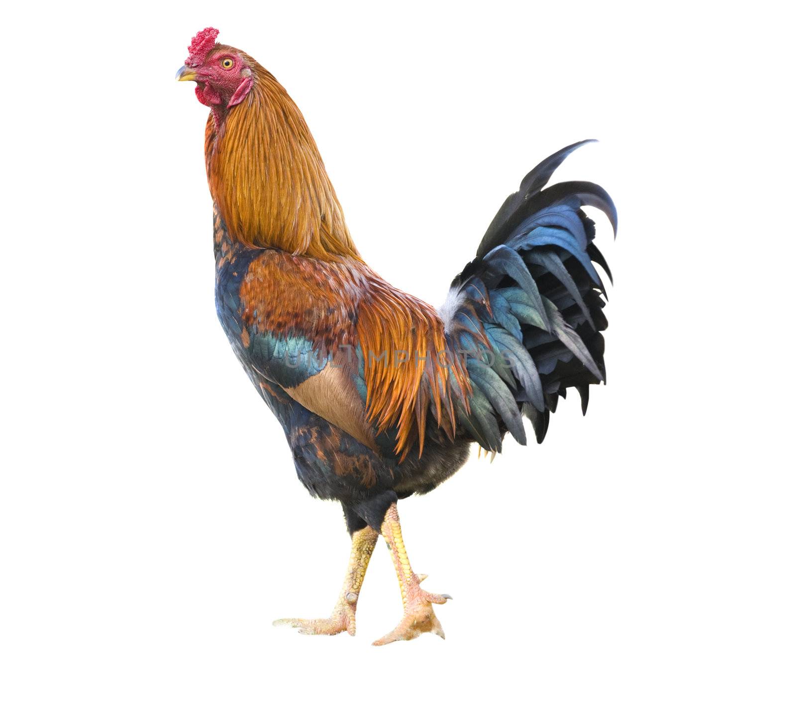 isolated rooster over white background with clipping path
