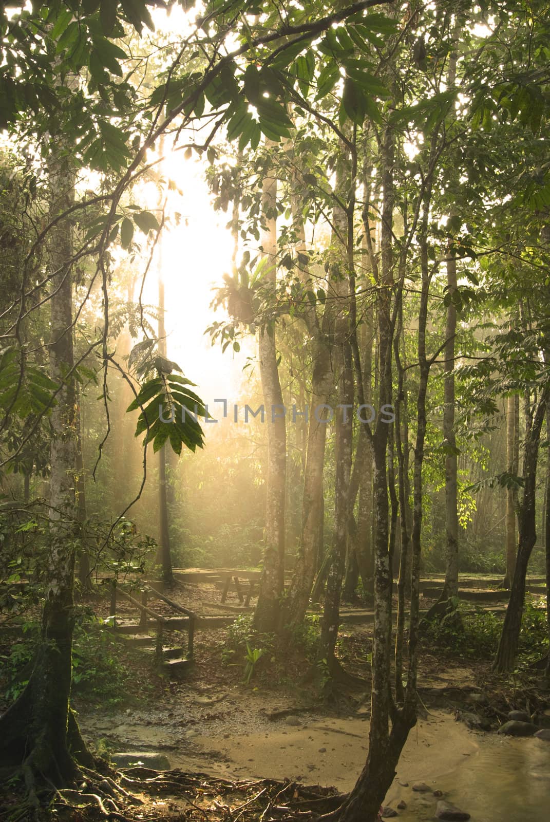 green forest with ray of lights