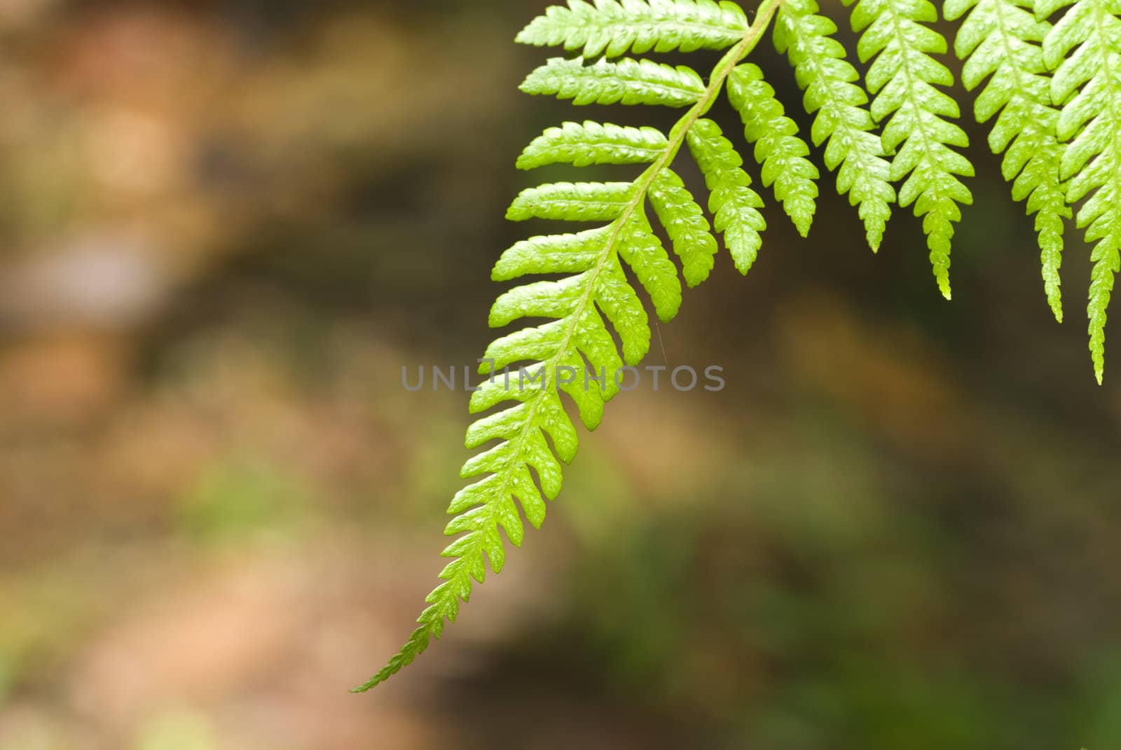 leaf by yuliang11