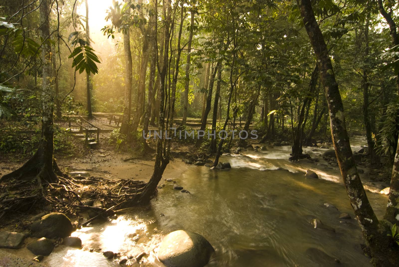 green forest with ray of lights