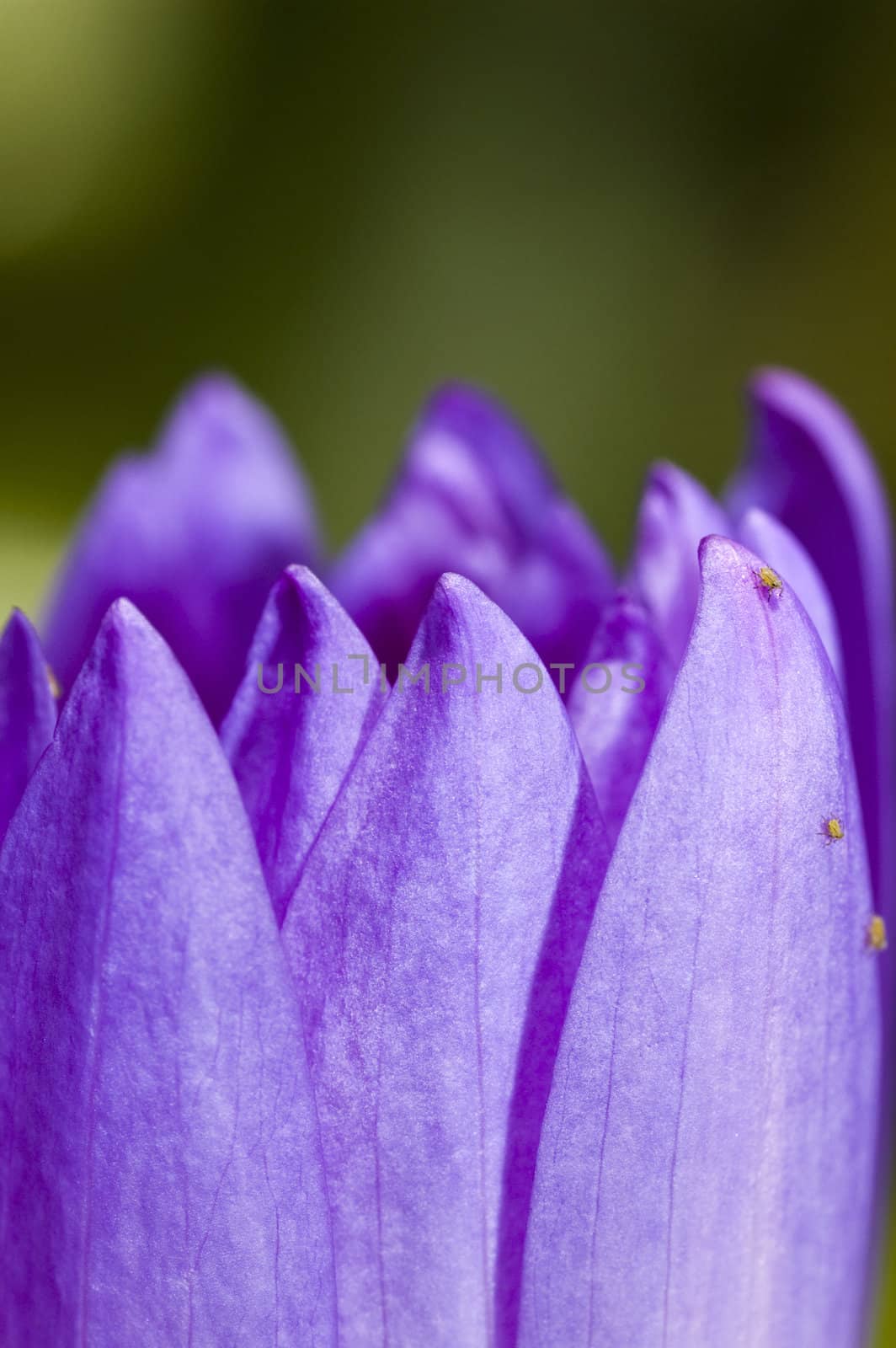 lotus with natural background