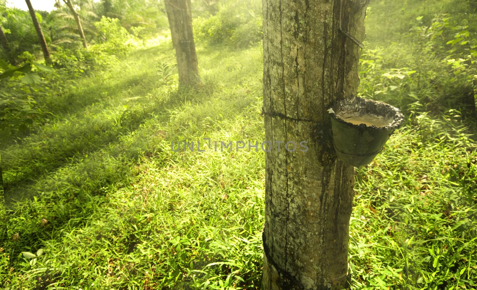 rubber plantation in the morning with ray of lights 