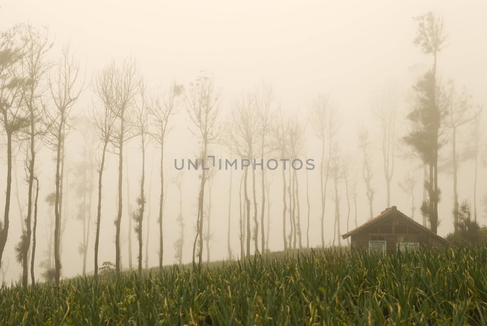 foggy farmand in java