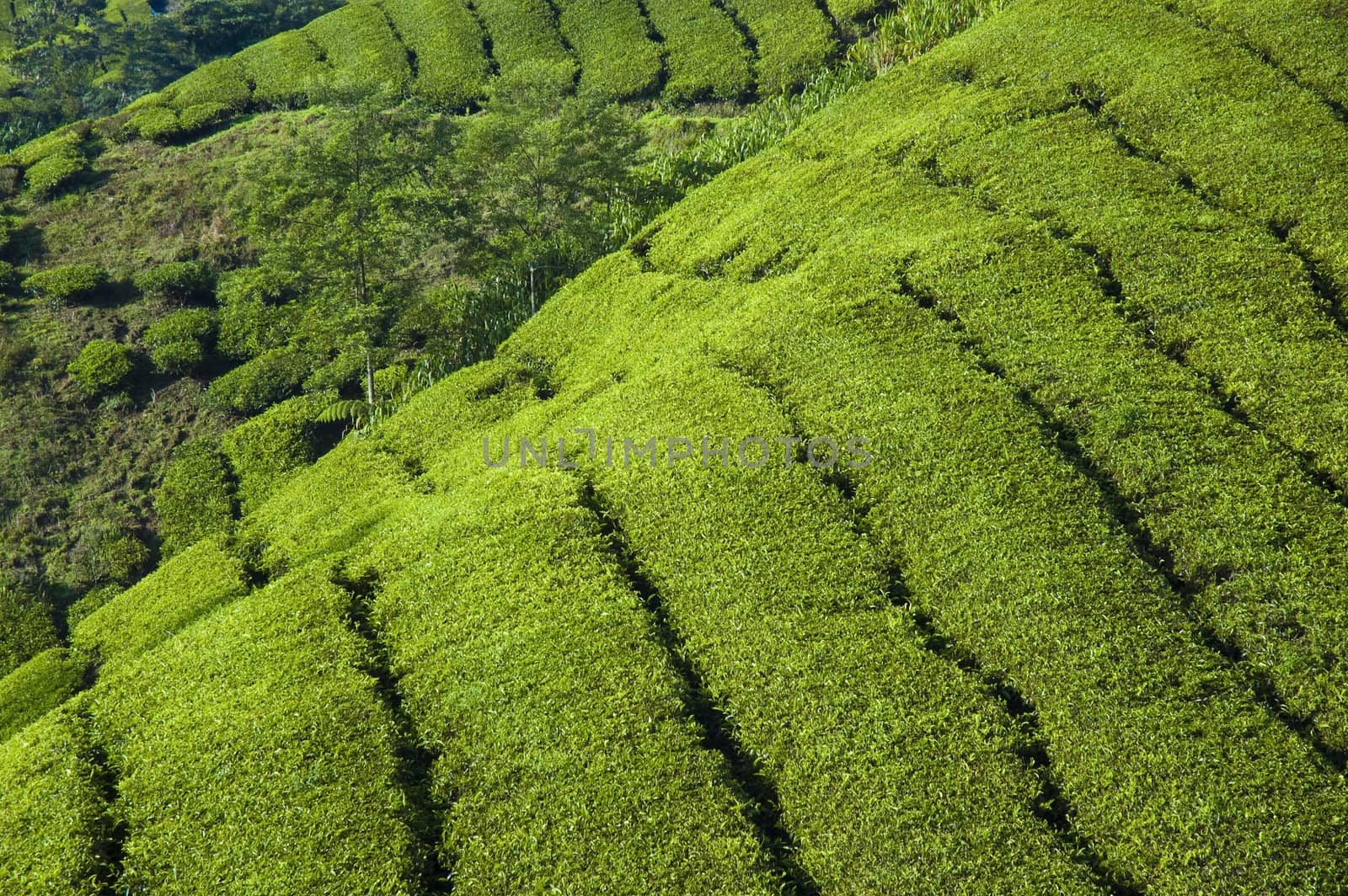 tea plantation in cameron highlands,malaysia