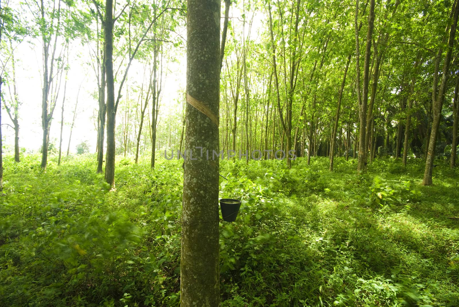 rubber plantation closeup