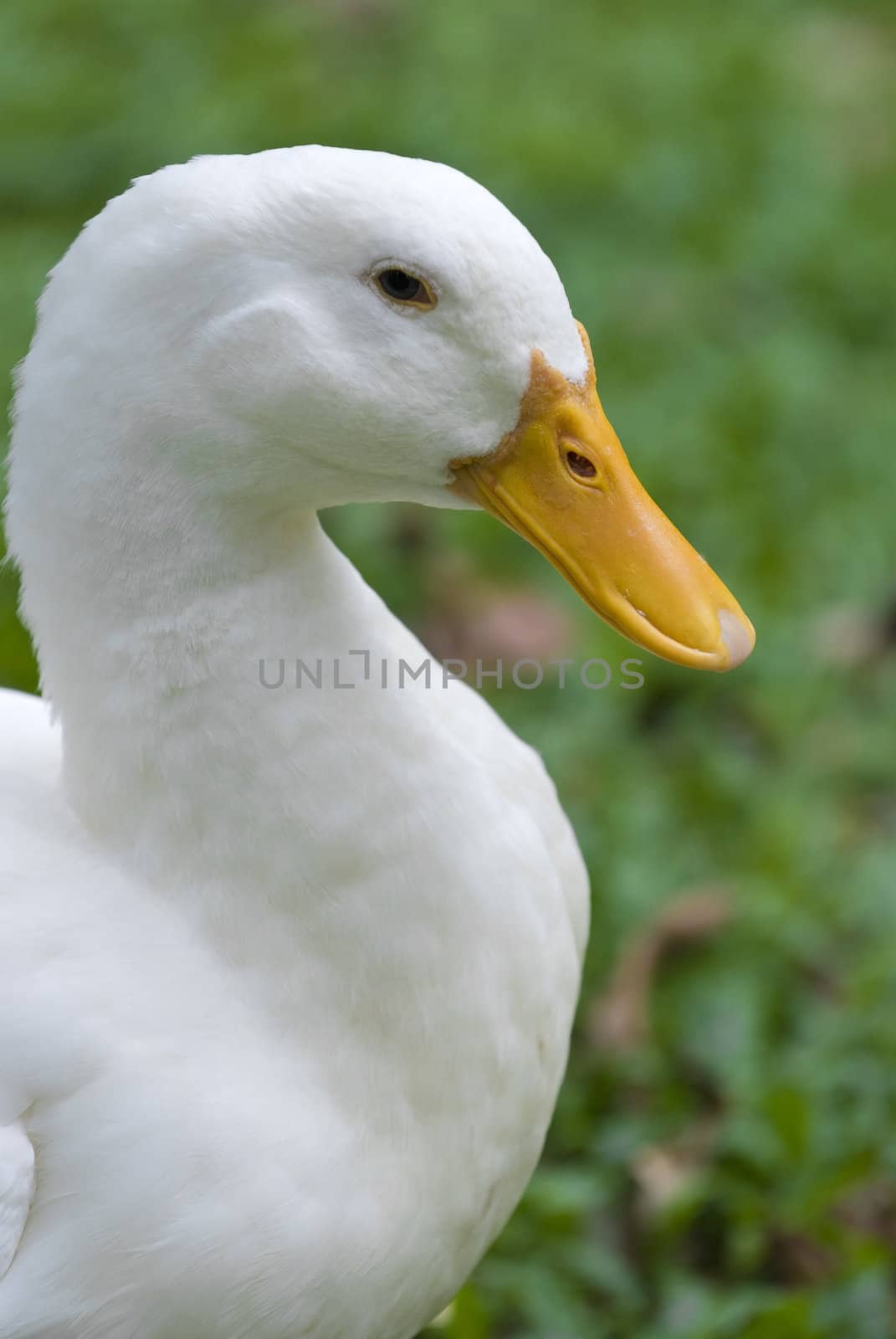 duck 