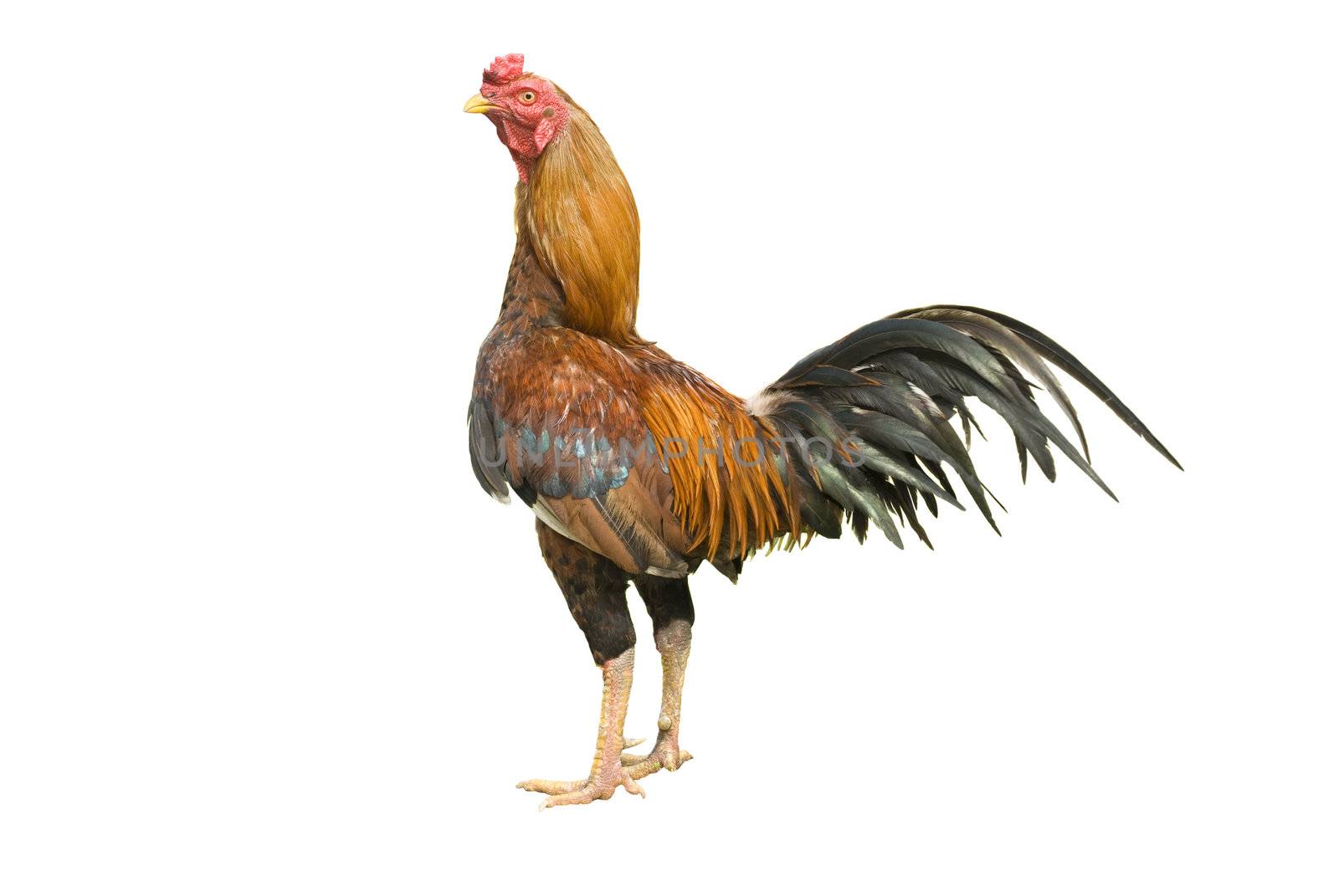 isolated rooster with clipping path