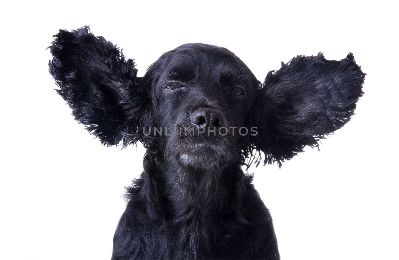 cocker spaniel expressing