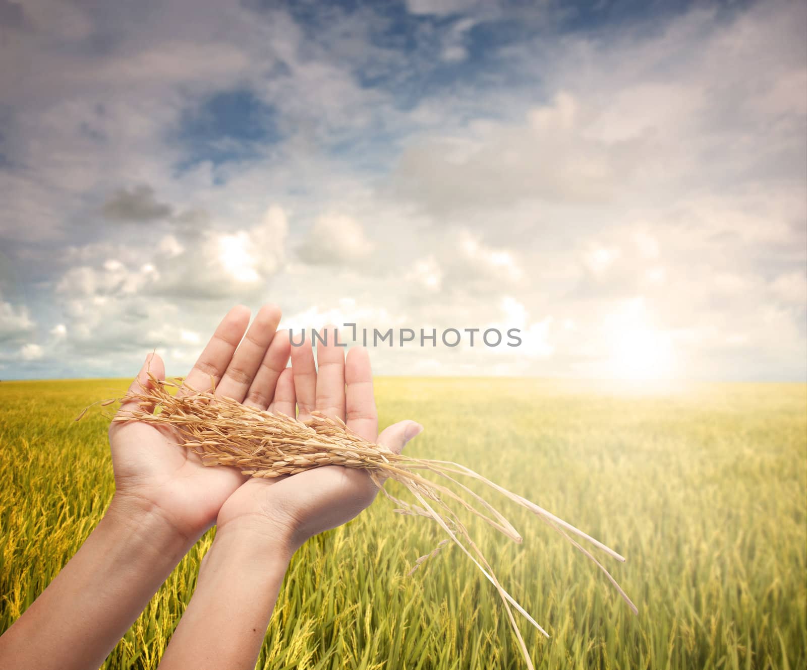 hand holding harvested paddy during early morning field