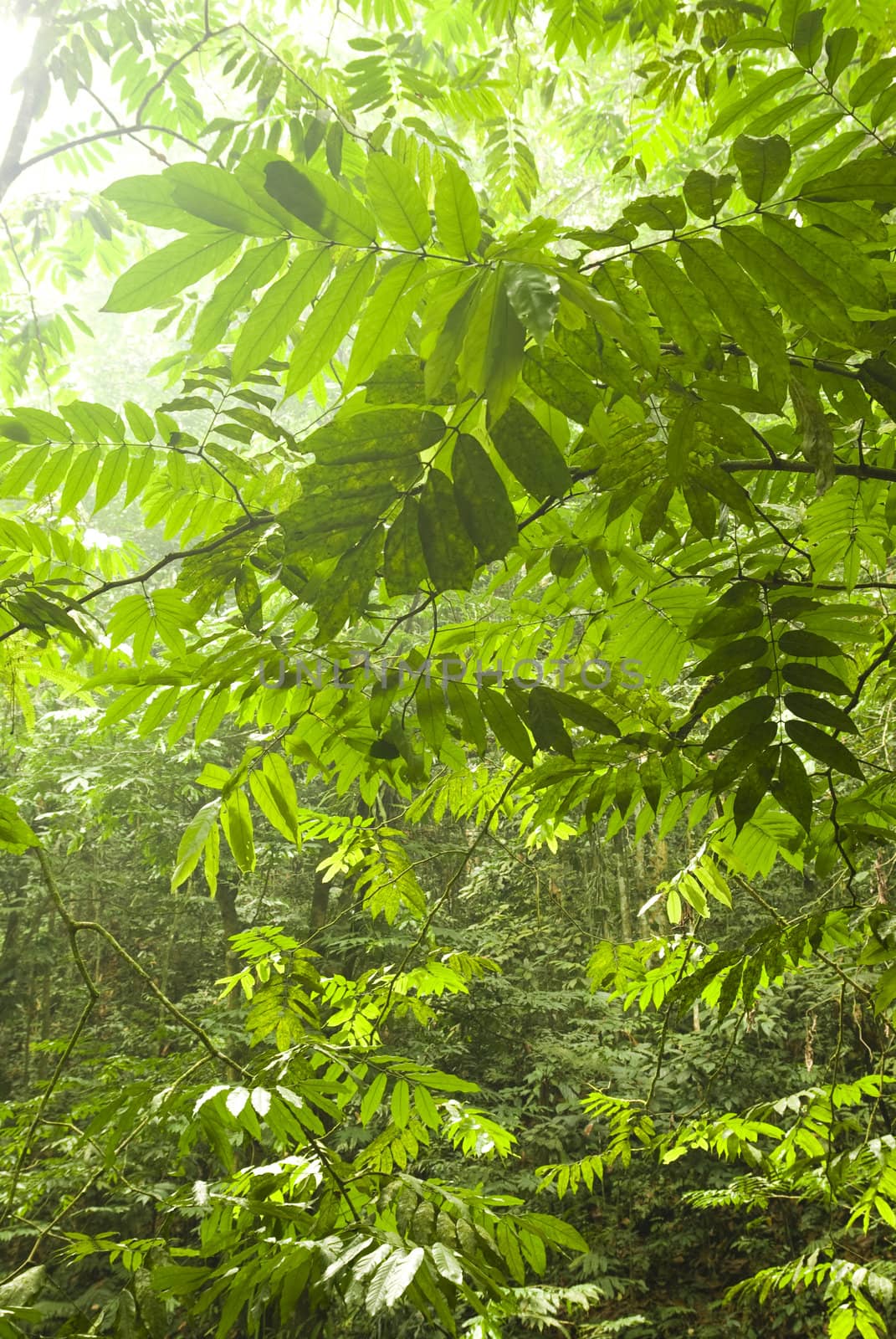 green forest with ray of lights