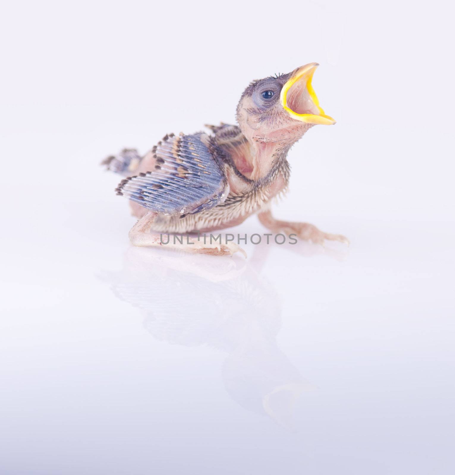brood sparrow by yuliang11