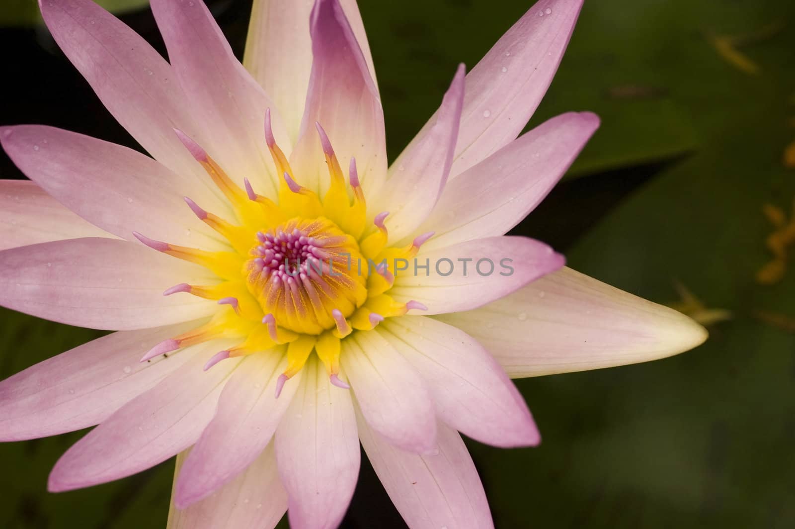lotus with natural background
