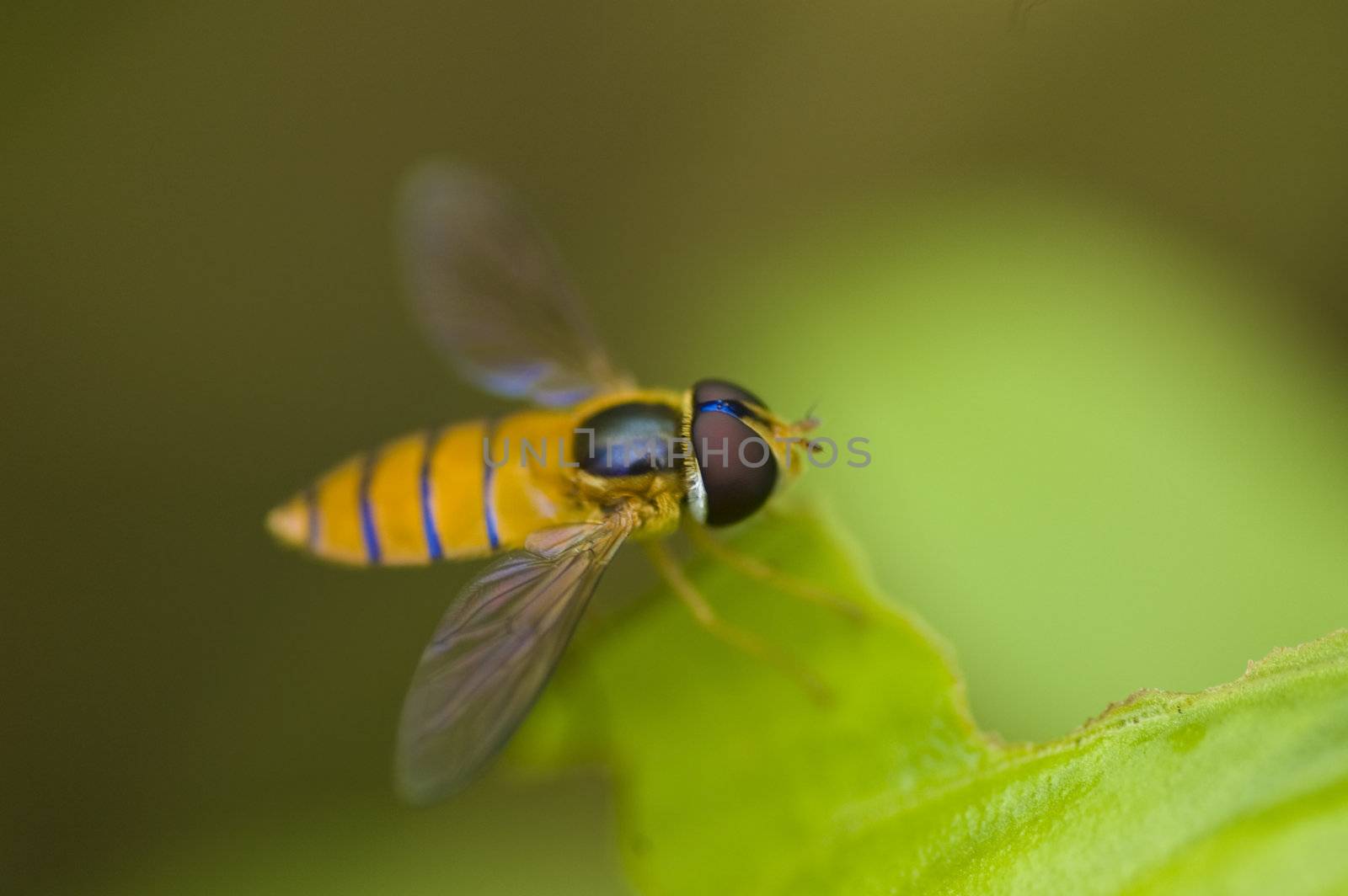 close up shot of a hoverfly