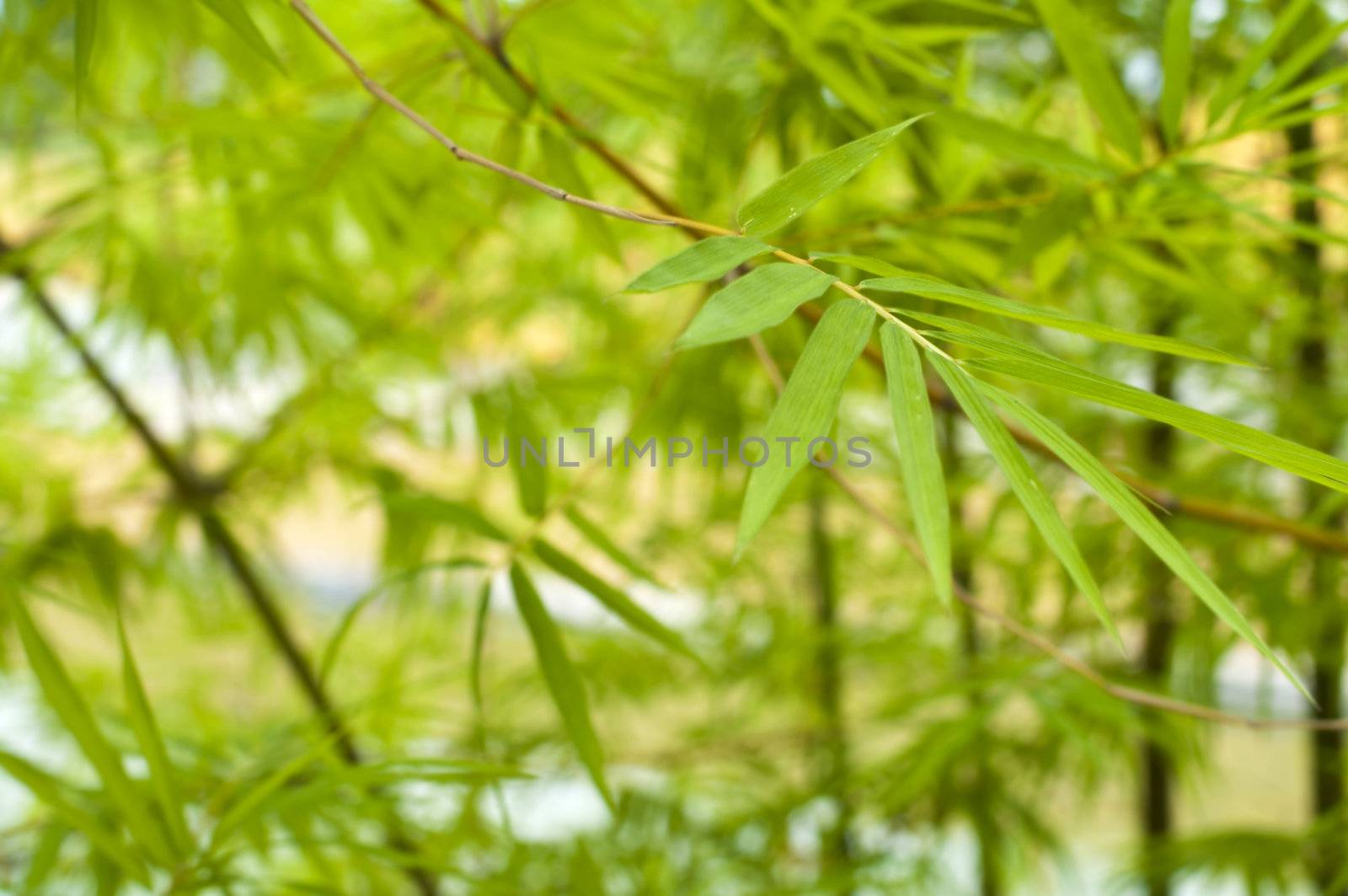 bamboo forest