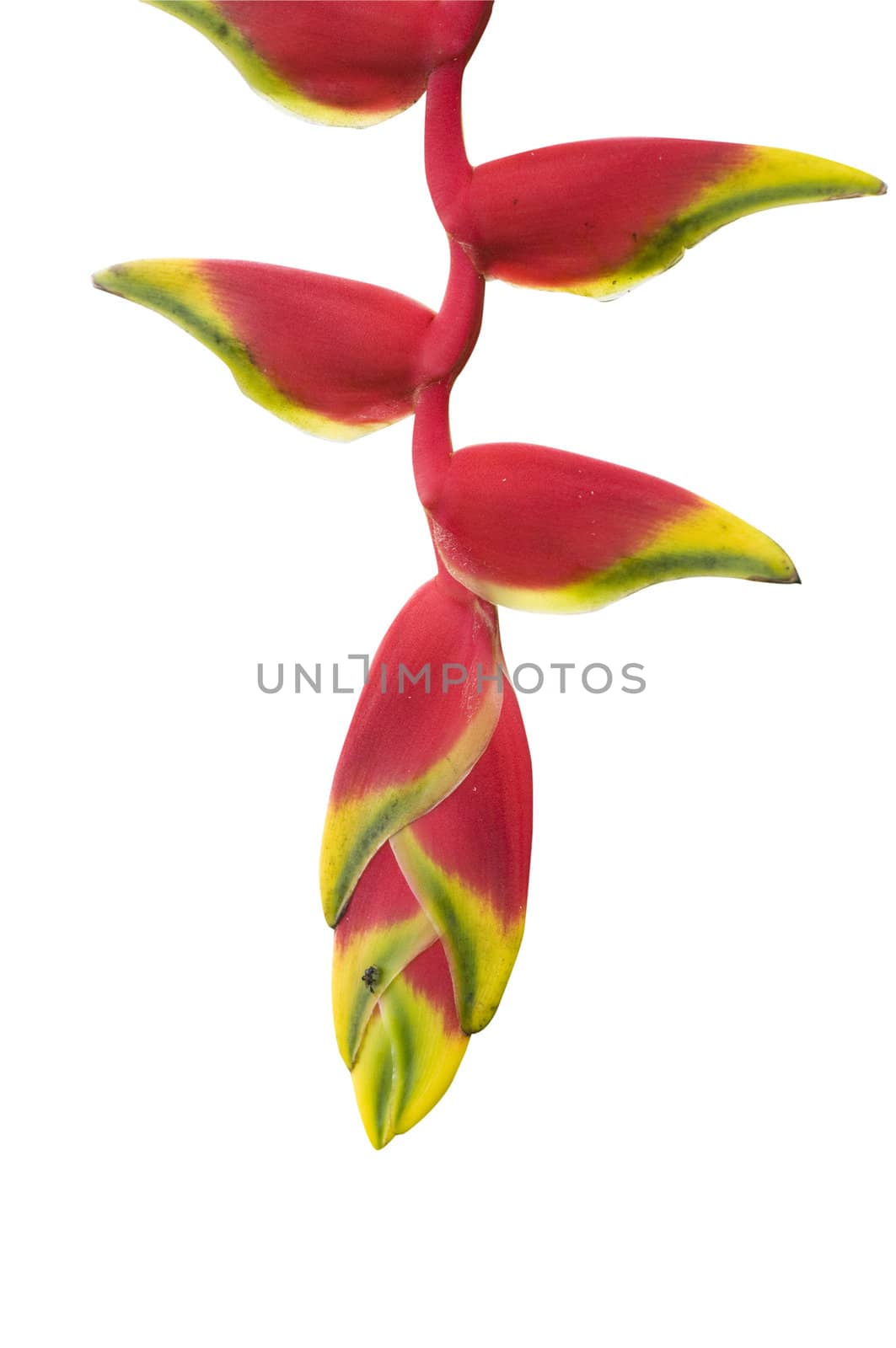 isolated heliconia with cliping path