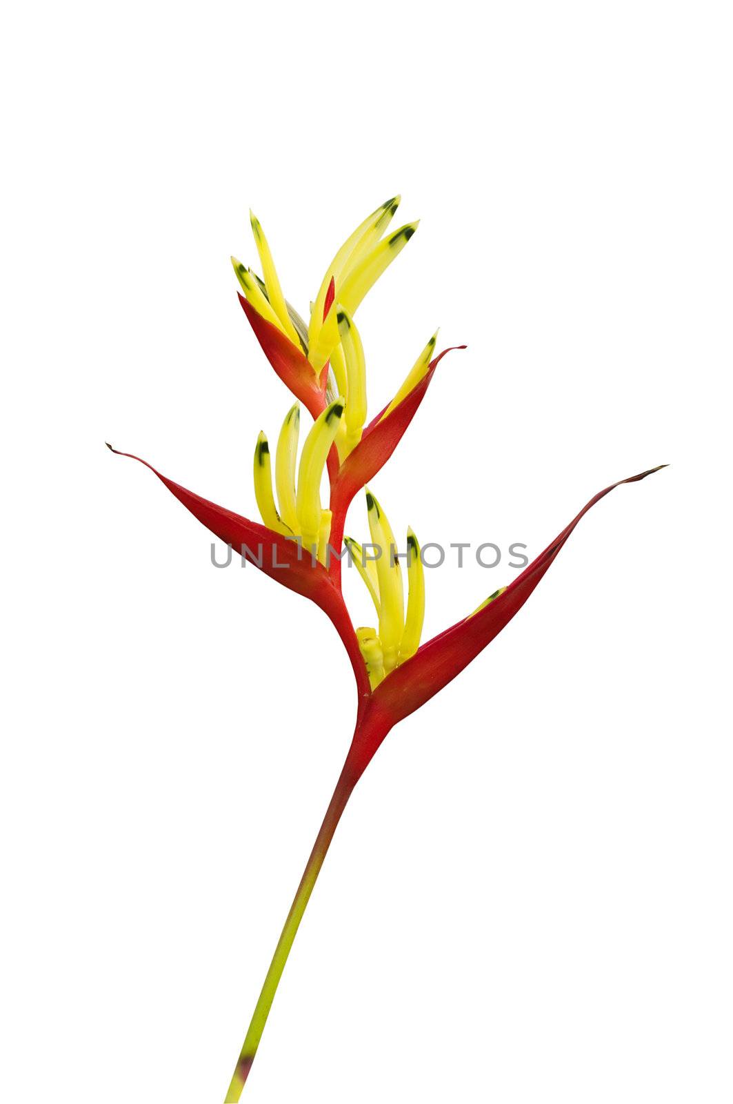 isolated bird of paraside flower with clipping path