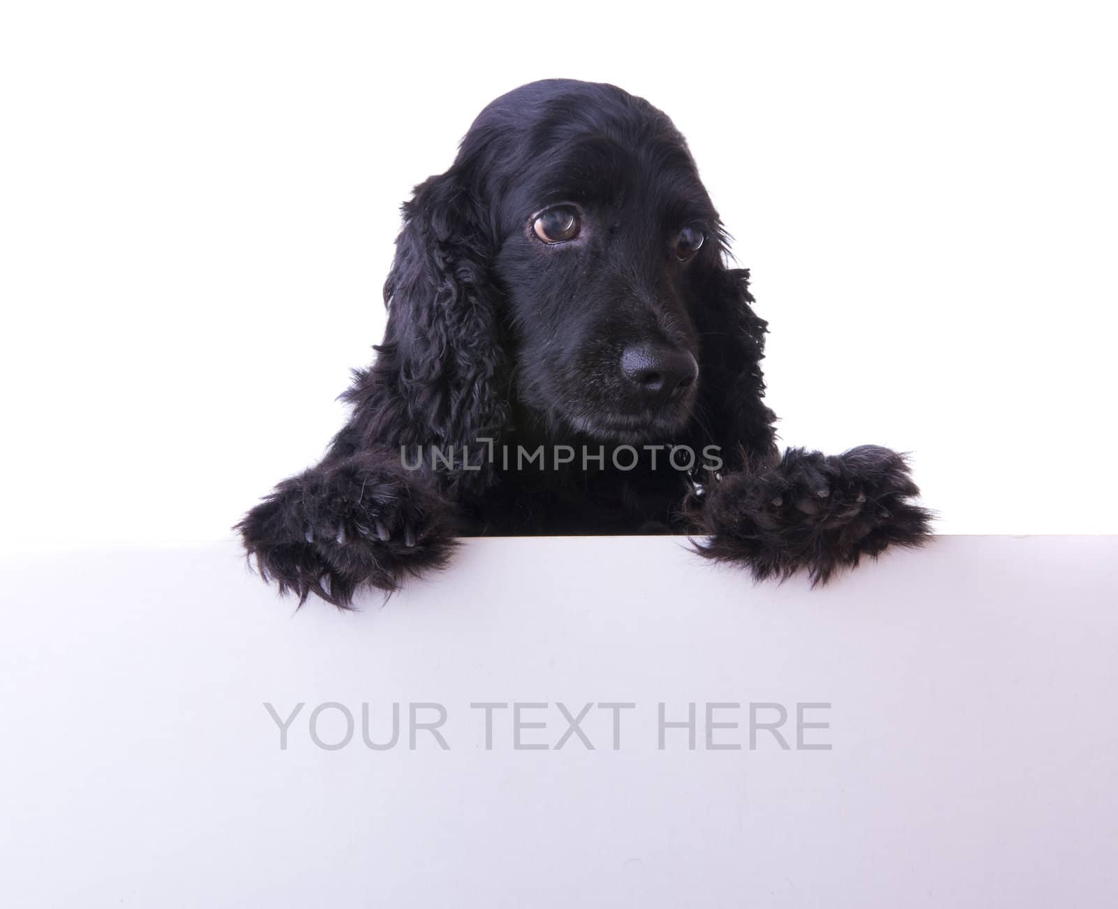 cocker spaniel with white empty cardboard