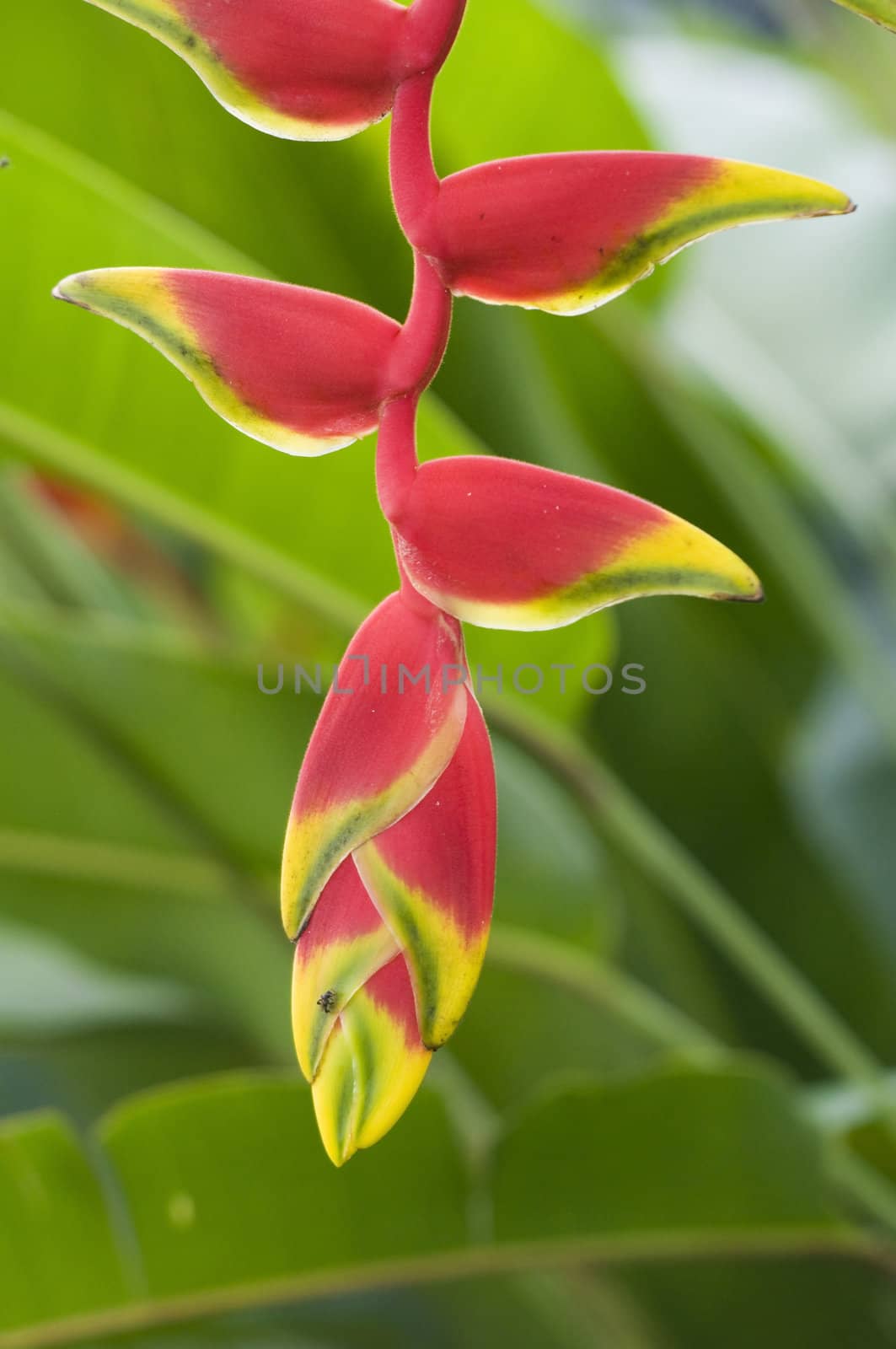 heliconia with green natural background