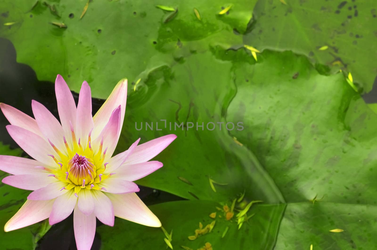 close up shot of pink lotus with copyspace green background 