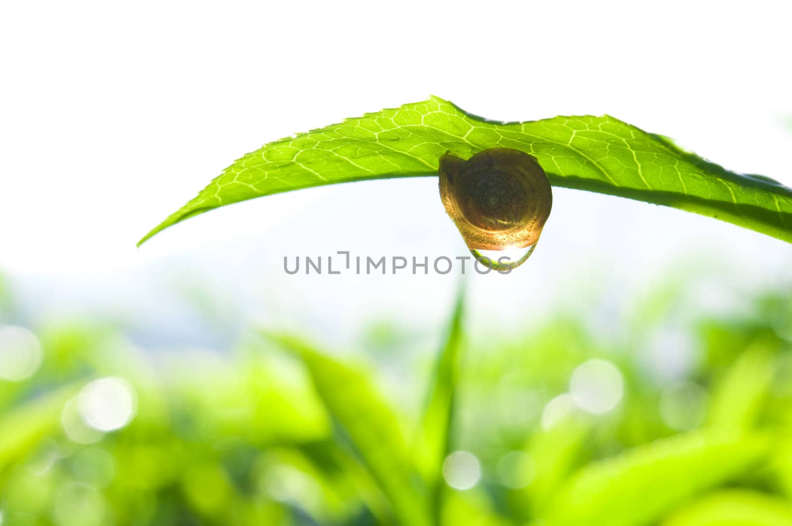 Snail on tea leaf