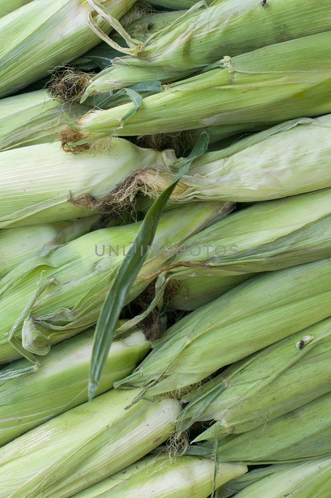 corn for sale in the market