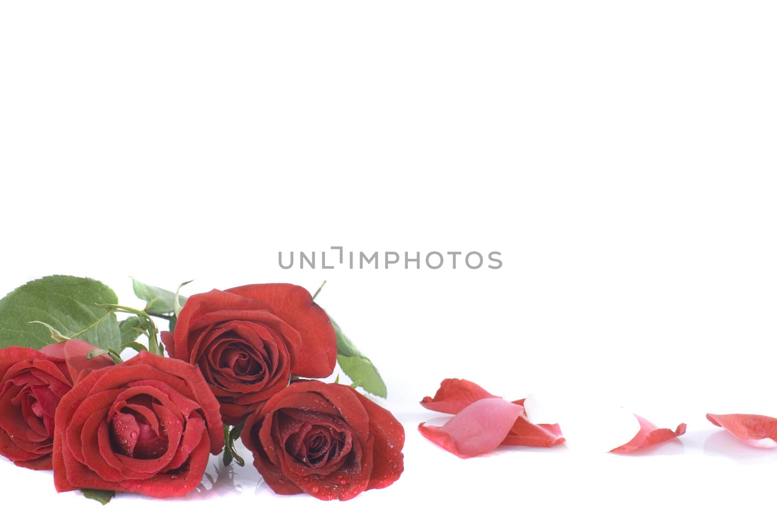 rose with petals and plenty of copyspace 