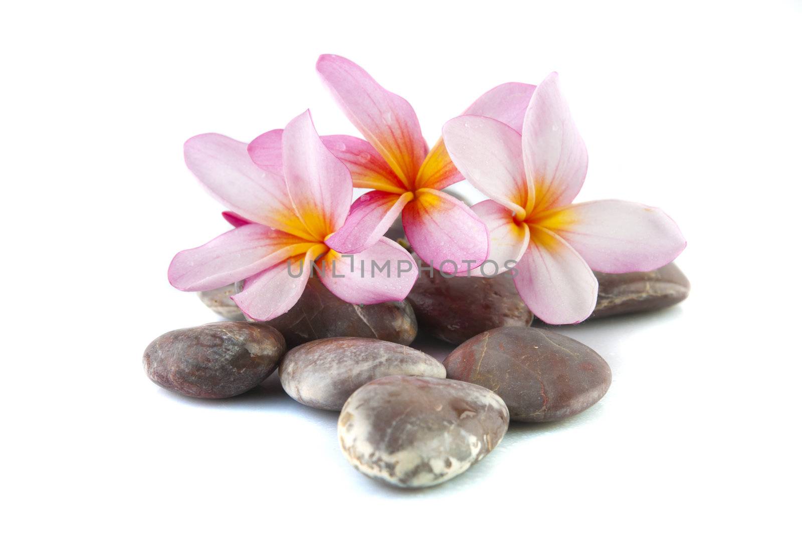 frangipani flower isolated on stack of rocks
