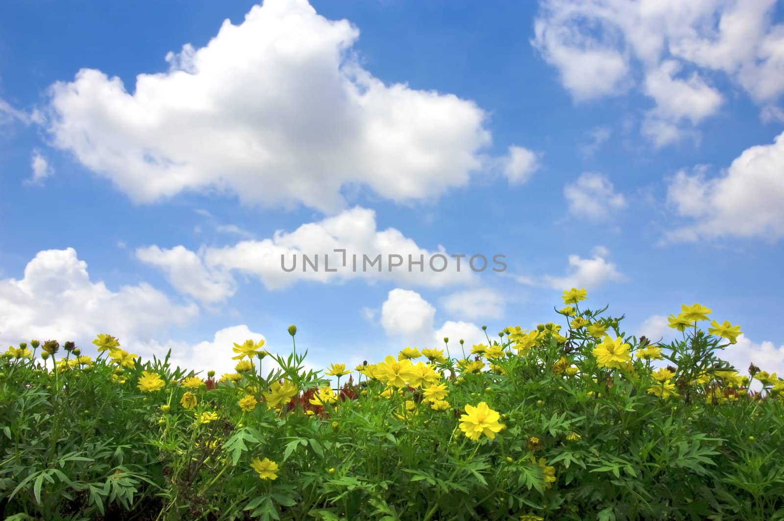 summer flower fields with blue sky and nice clouds