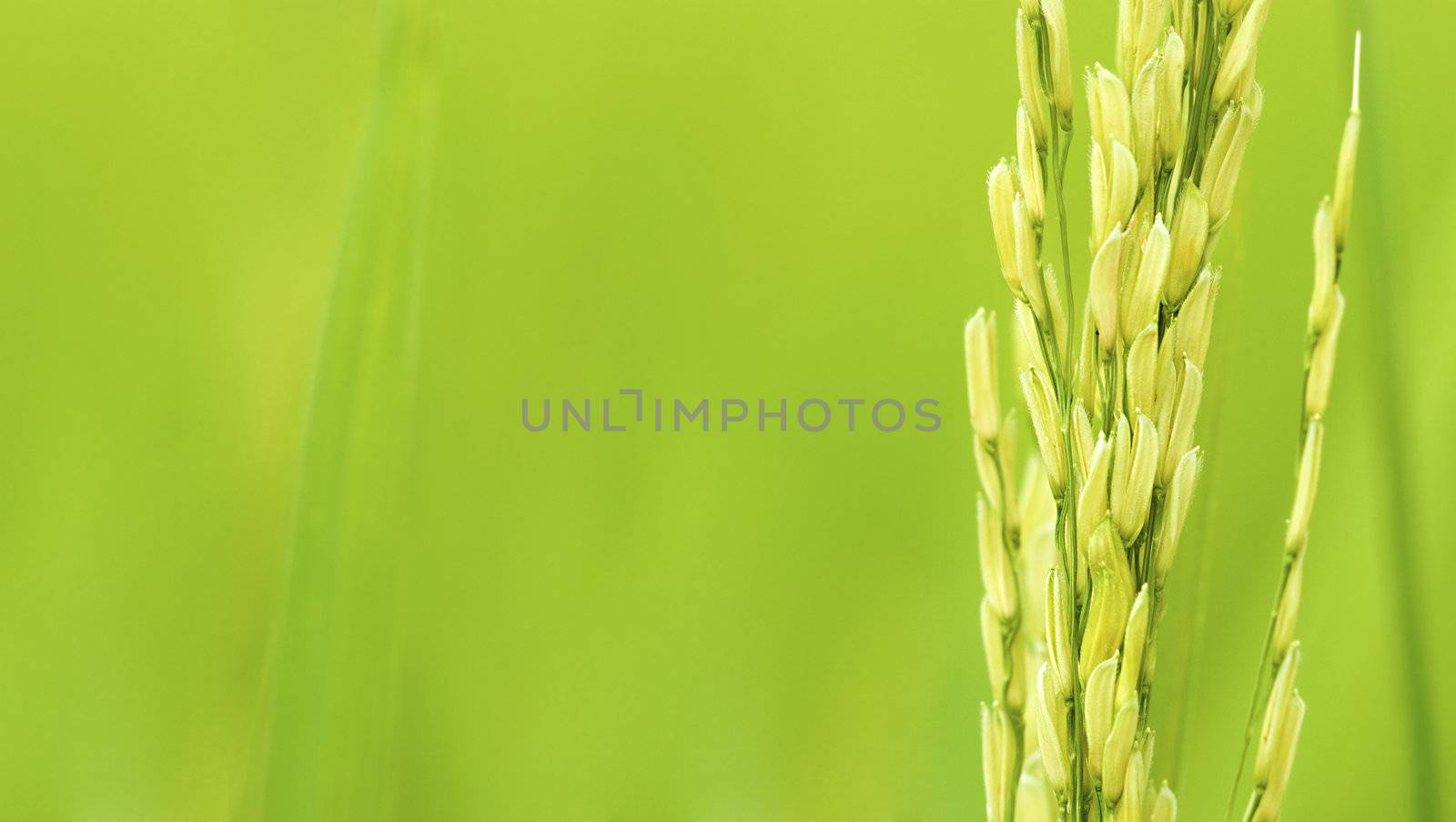 paddy rice field close up with a lot of copyspace for advertising purpose