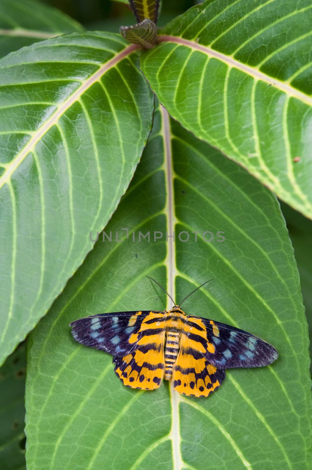butterfly insect on a natural green leaf