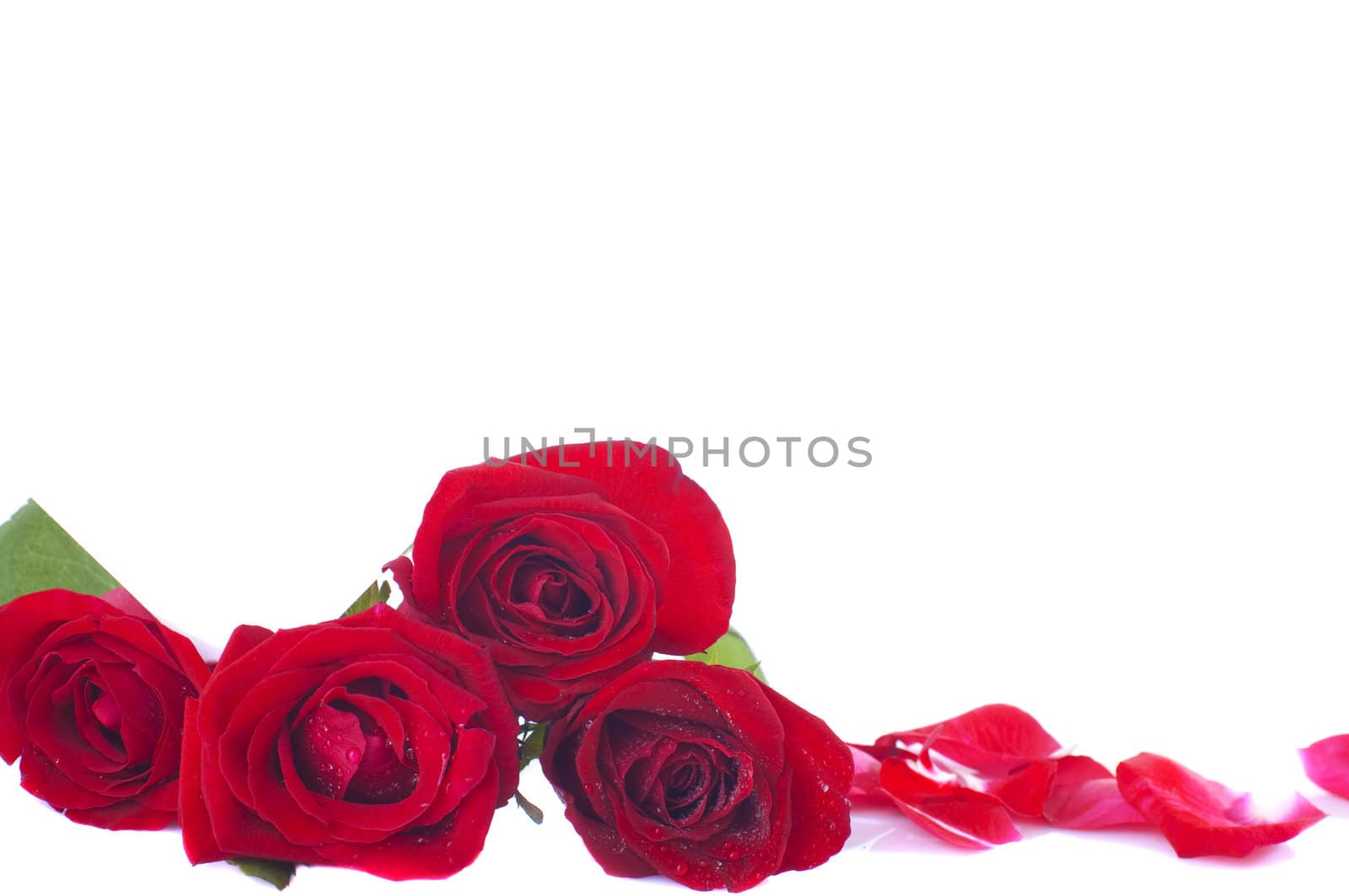 red rose with petals and plenty of copyspace