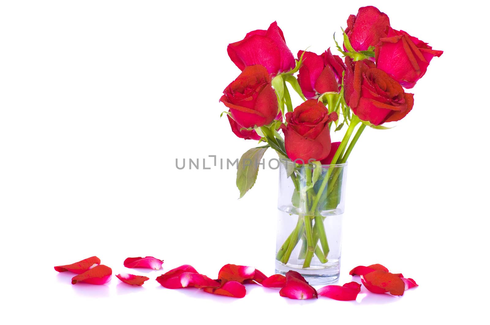 roses with isolated white background