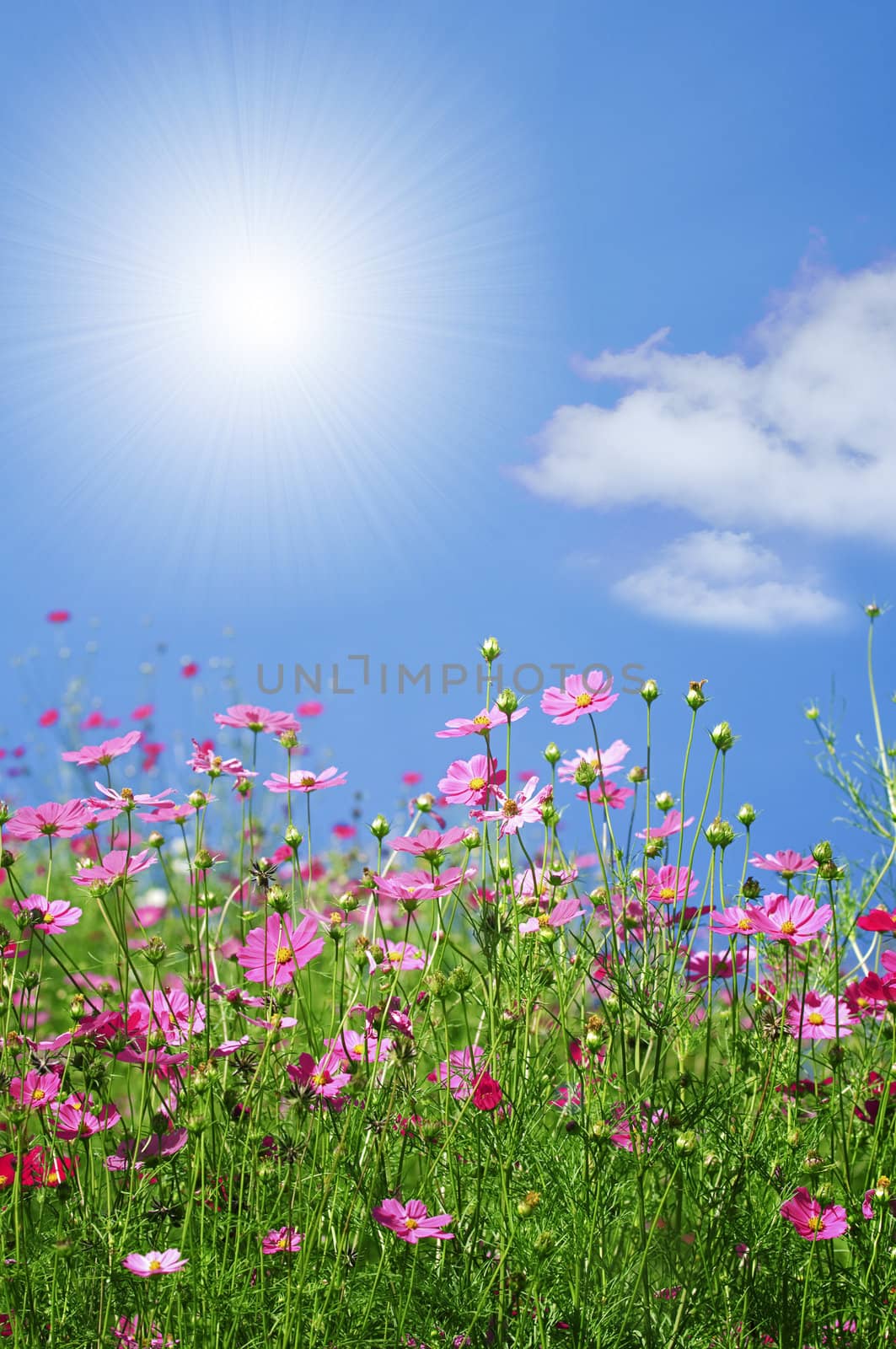 wonderful summer and spring flowers with blue sky and sun