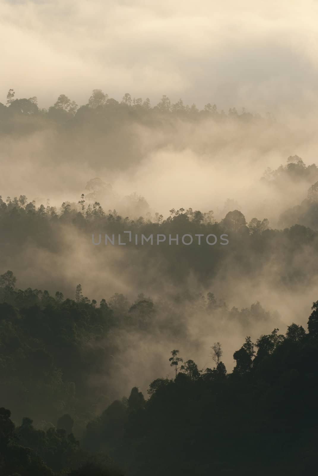 early in the morning misty tropical forest 