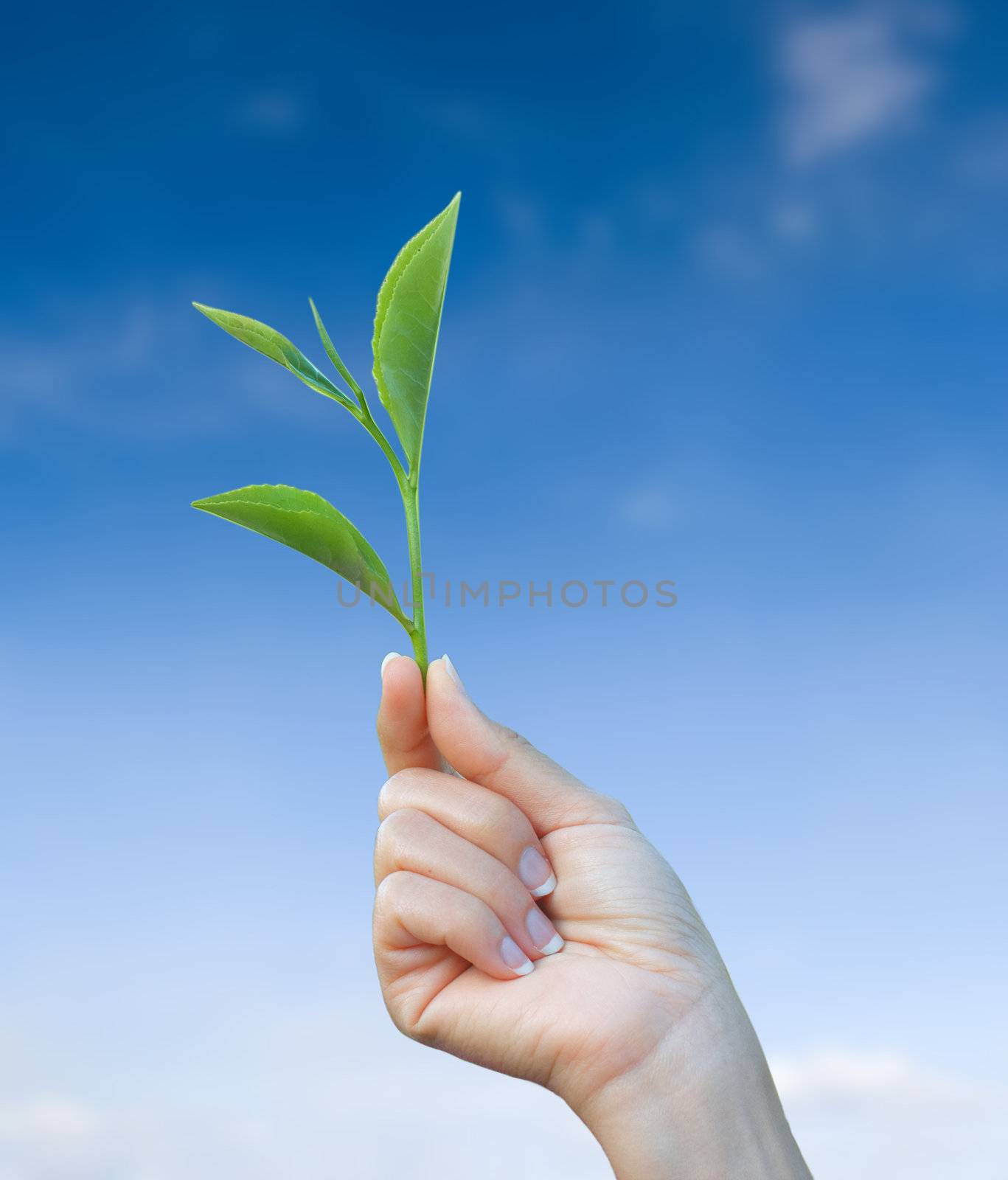 hand holding green tea leaf with blue sky background 
