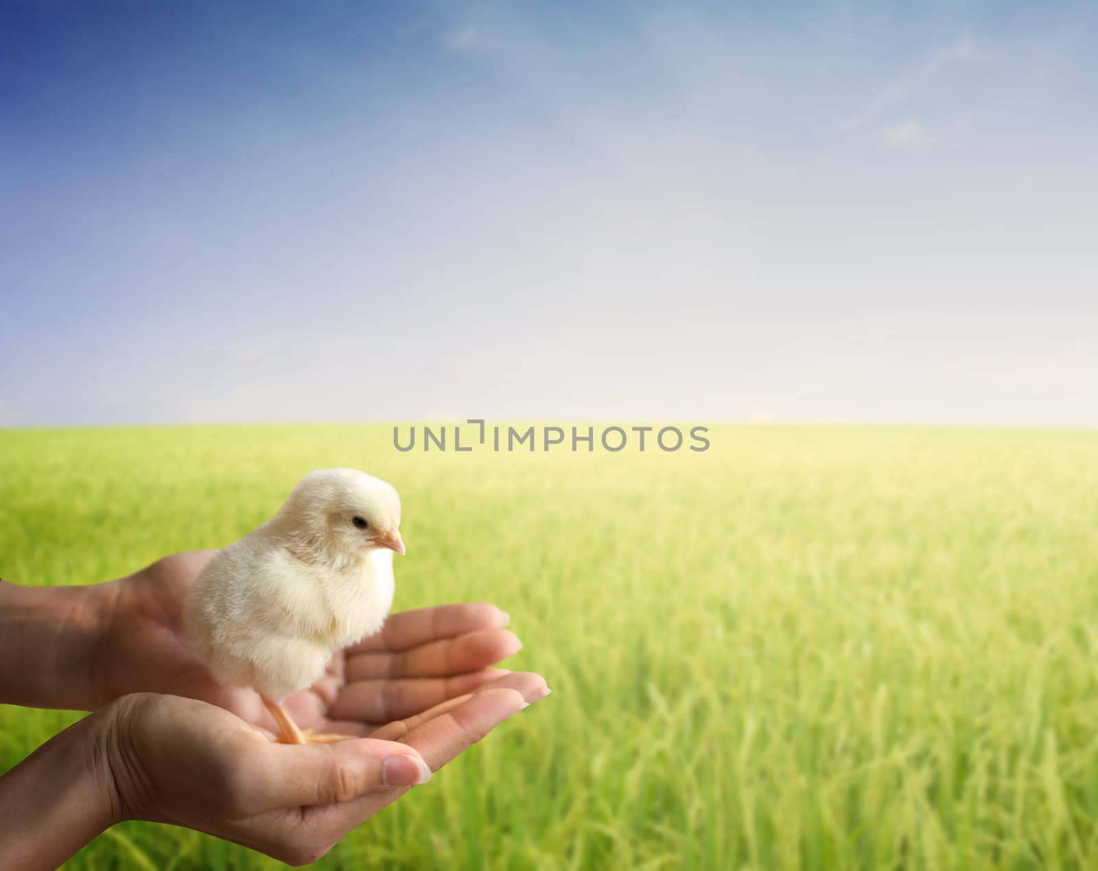 hand holding a young chick early in morning sunrise grass field