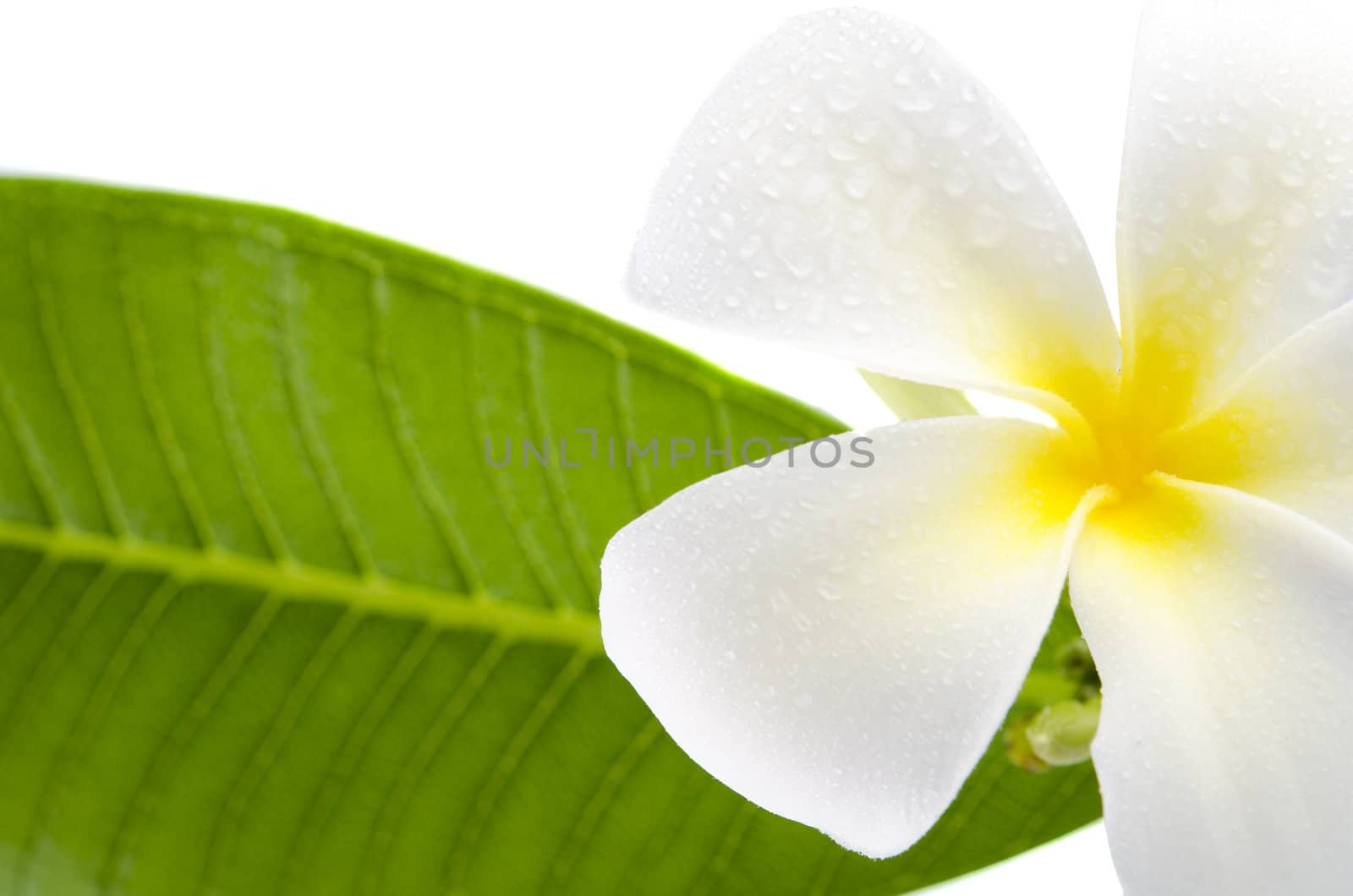 frangipani with green and white background