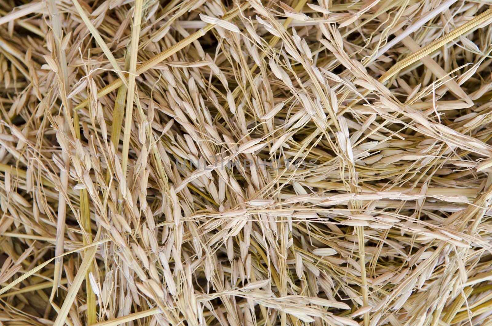 close up shot of raw unprocessed rice