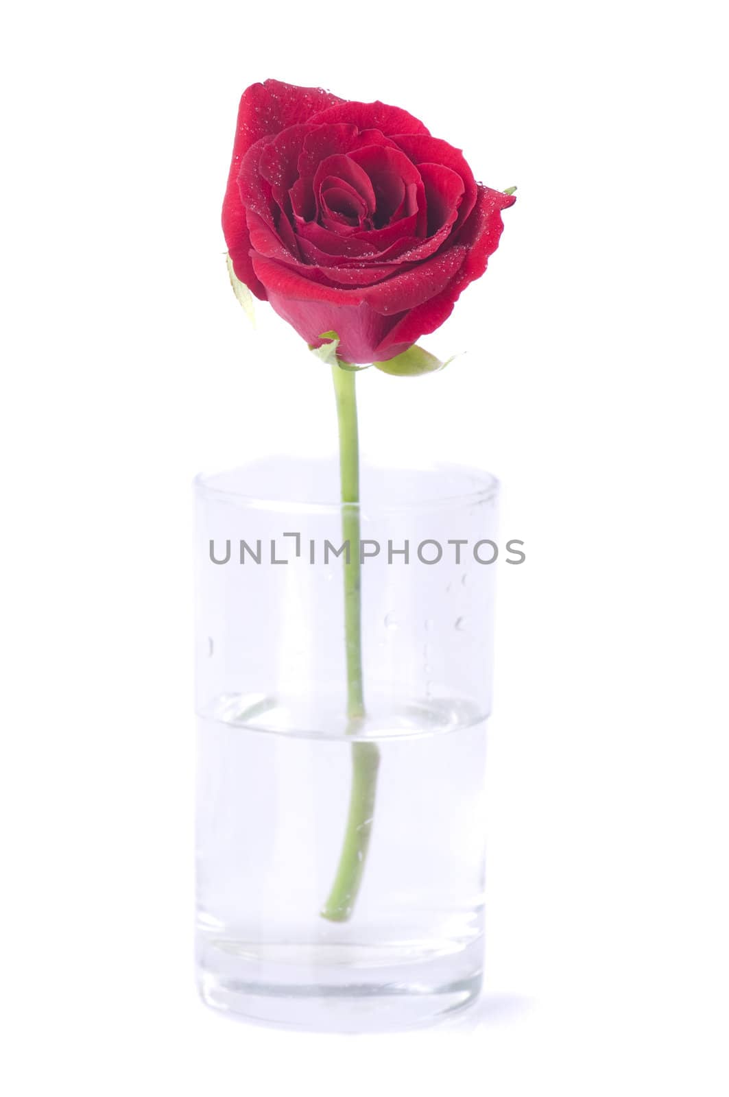 rose with isolated white background