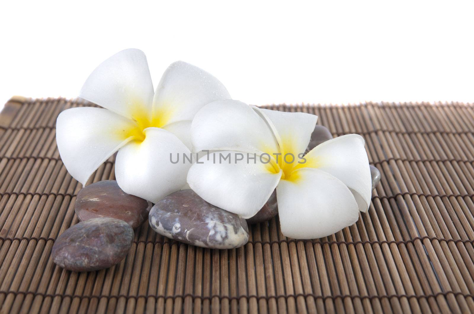 frangipani close up and stack on rocks