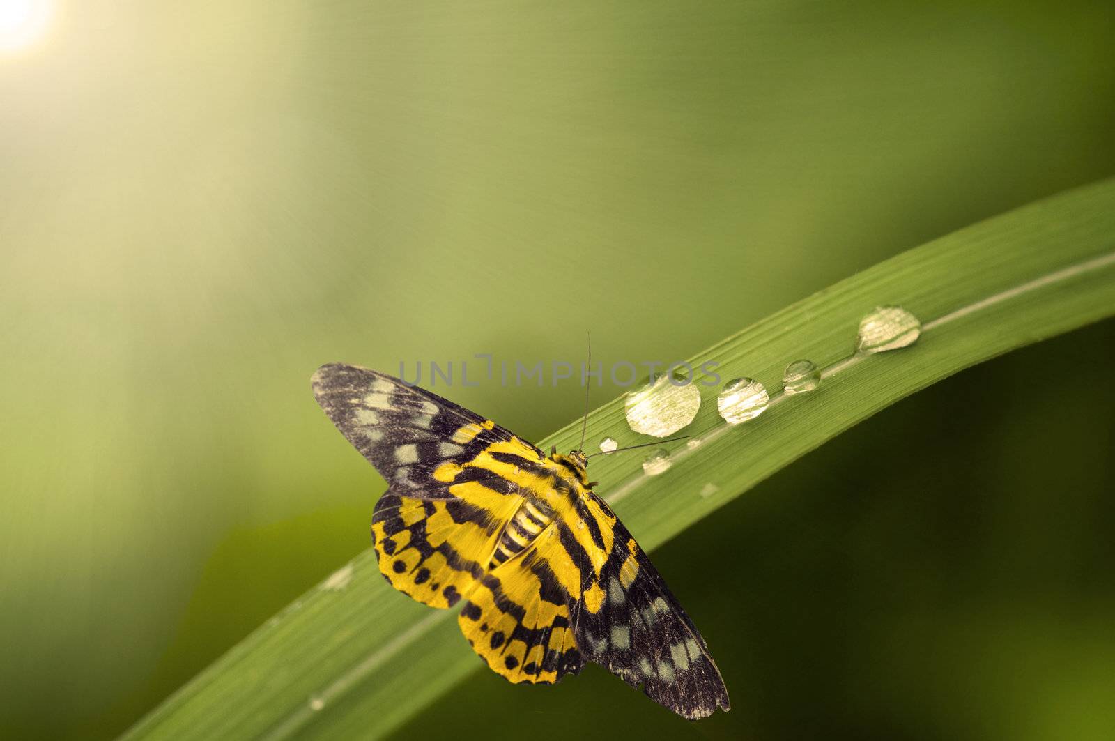 close up of butterly with lights