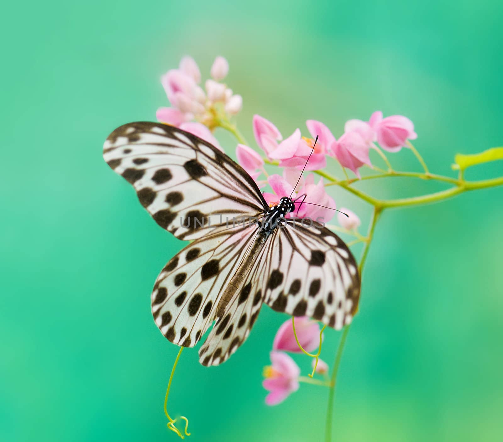 butterfly by yuliang11