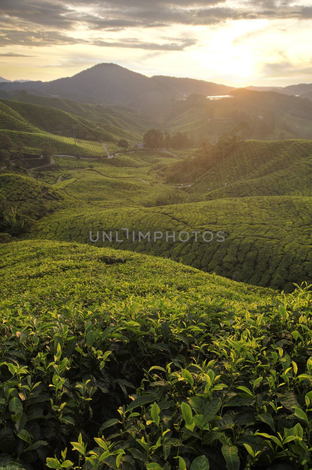 misty morning in tea farm at Cameron Highland Malaysia 