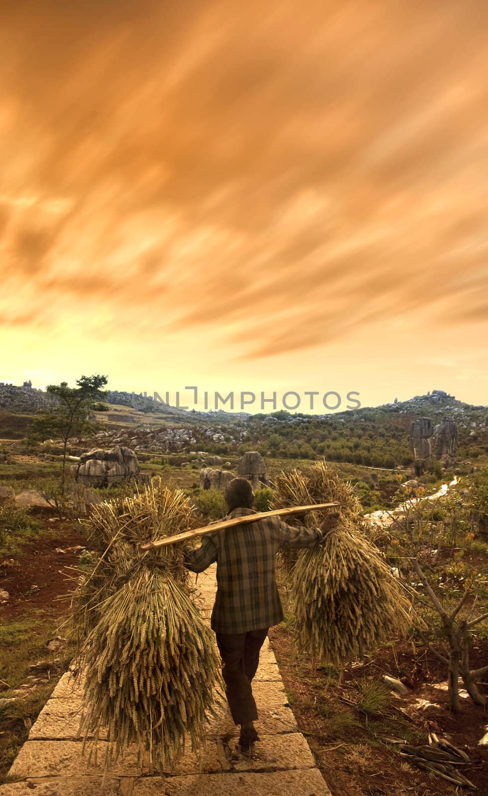 a traditional chinese farmer carrying dry wheat after harvesting during sunset