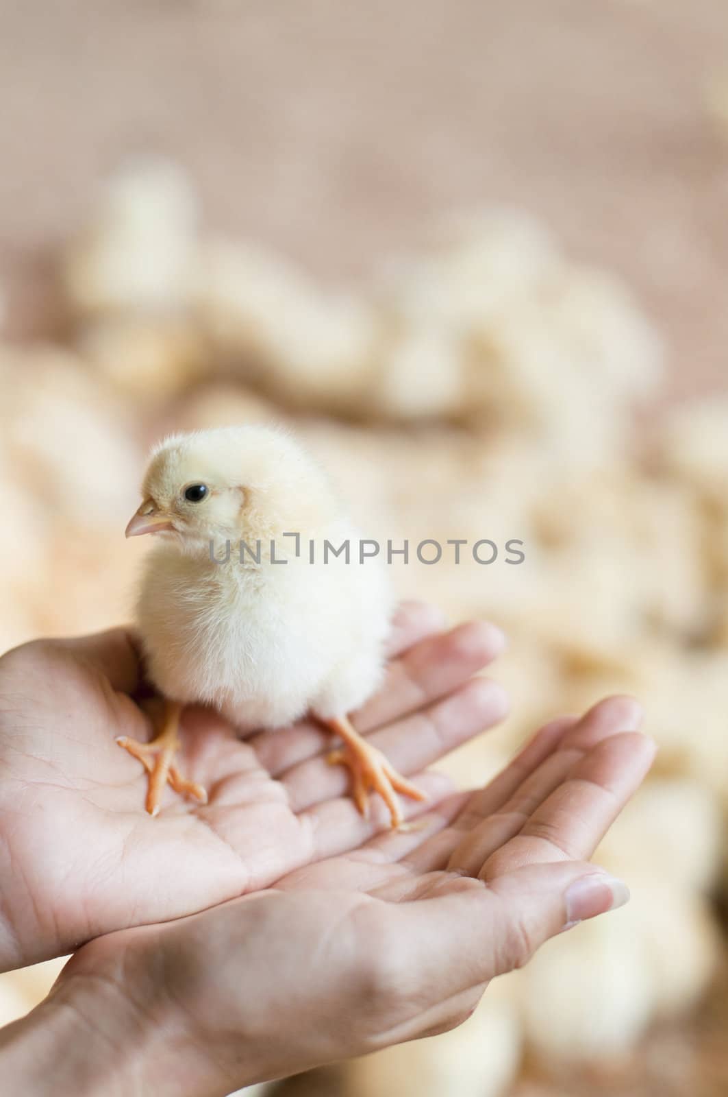 hands holding a young chick
