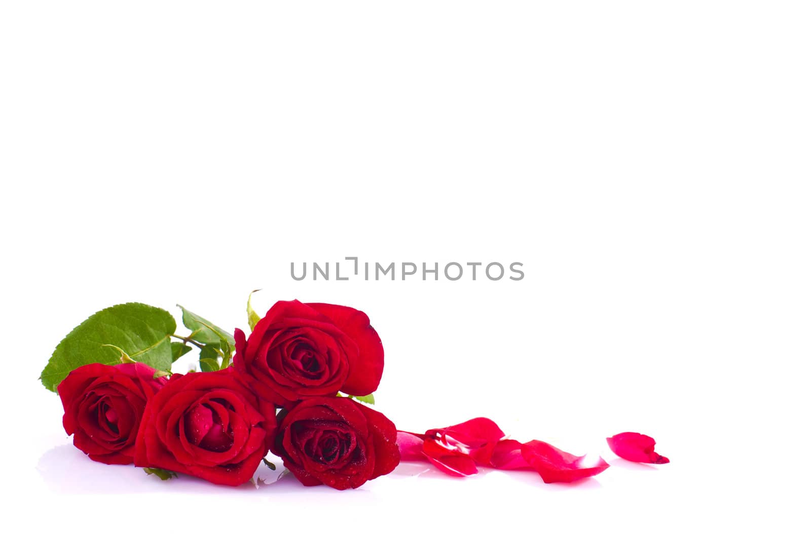 rose by yuliang11